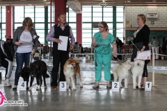 20141011 Wallonia Dog Show Charleroi Expo