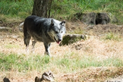 Loups Noirs 
Â© Parc Animalier de Sainte-Croix (2016)