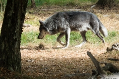 Loups Noirs 
Â© Parc Animalier de Sainte-Croix (2016)