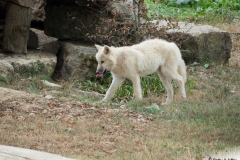 Loups blancs

Â© Parc Animalier de Sainte-Croix (2016)