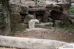 Loups blancs

Â© Parc Animalier de Sainte-Croix (2016)